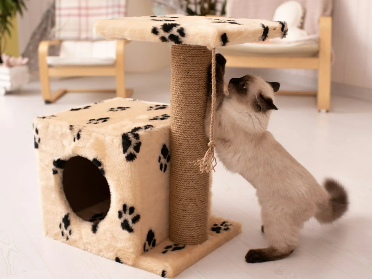 a cat playing with a scratching post in a living room