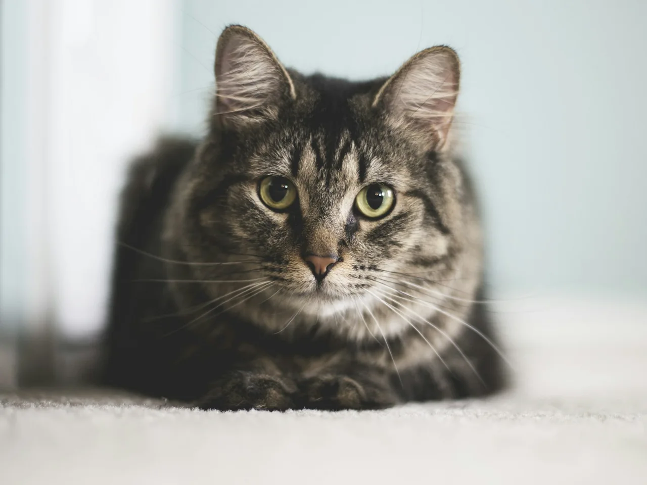 gray tabby cat