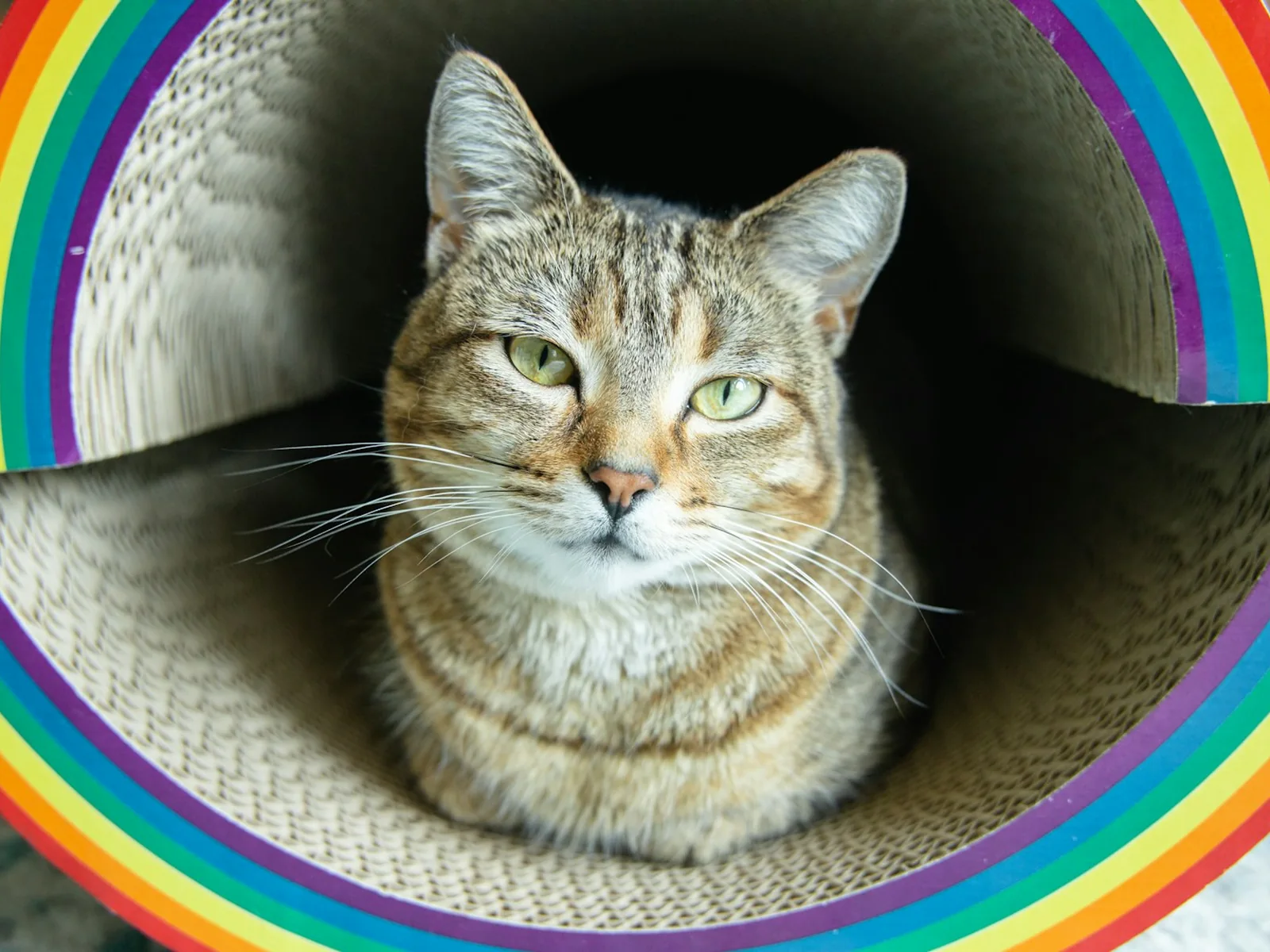 a cat lying in a colorful hammock