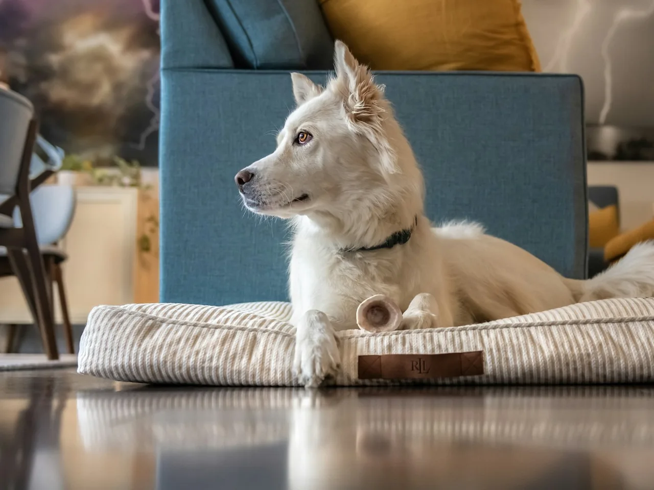 a white dog laying on a pillow on the floor