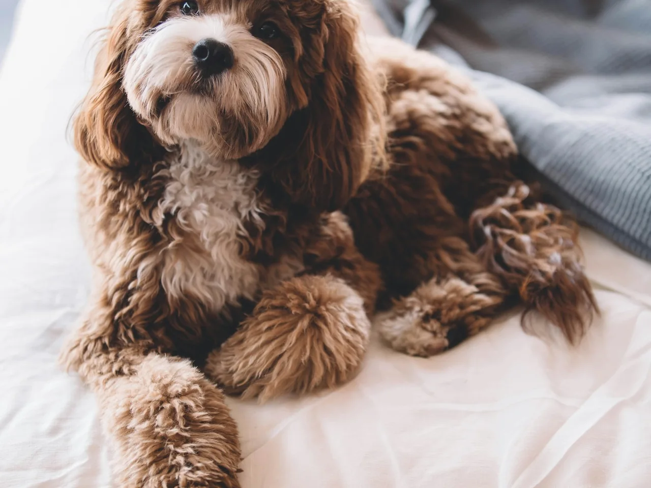 brown puppy on bed