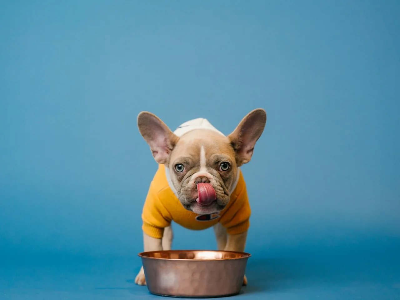 Small dog beside a metal bowl against a blue background.